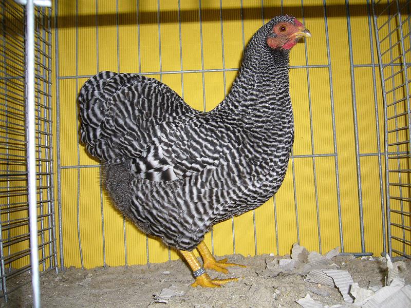 Hannover 2008 112.jpg - Zwerg Wyandotten gestreift  von Detlev Weichert V97 BB